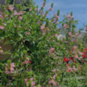 Meet your Posher, Arria